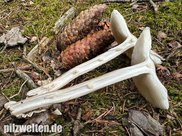 Zweifarbiger Scheidenstreifling, Unterteilter Streifling, Amanita battarrae