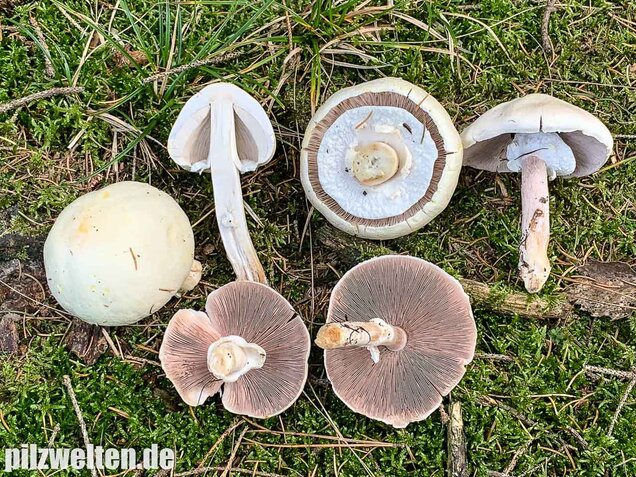 Dünnfleischiger Anischampignon, Agaricus silvicola