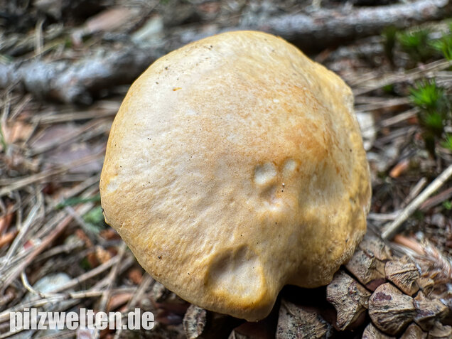Bereifter Pfifferling, Blasser Nadelwaldpfifferling, Cantharellus subpruinosus