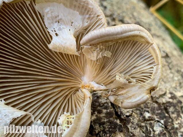 Beschleierter Pappel-Seitling, Pleurotus calyptratus