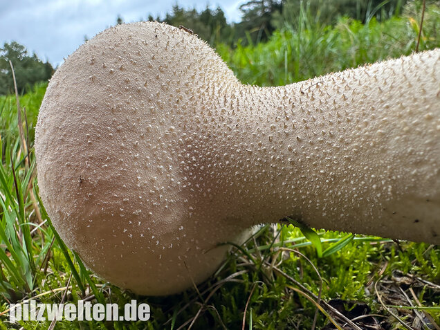 Beutelstäubling, Lycoperdon excipuliforme