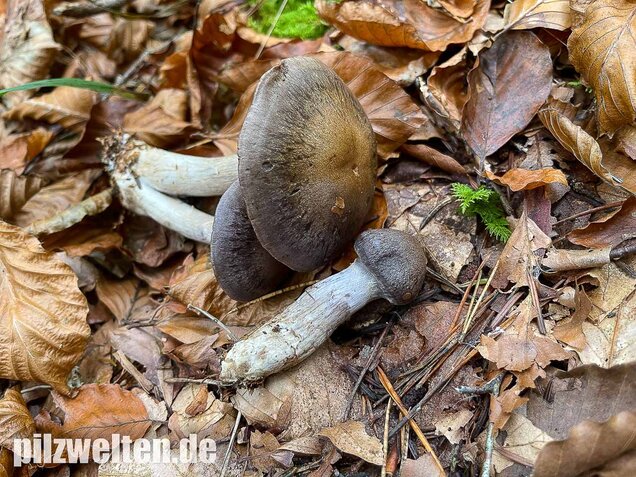 Bitterer Schleimkopf, Cortinarius infractus