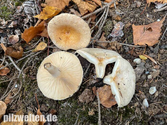 Blasser Birkenmilchling, Lactarius pubescens