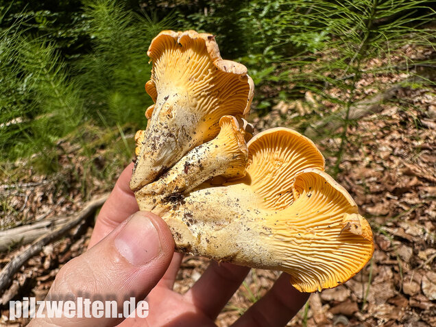 Blasser Pfifferling, Laubwaldpfifferling, Cantharellus pallens