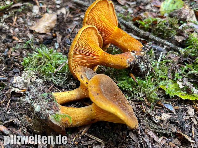 Brauner Afterleistling, Hygrophoropsis rufa