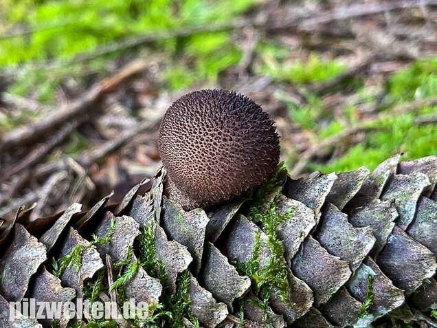 Brauner Stäubling, Lycoperdon umbrinum