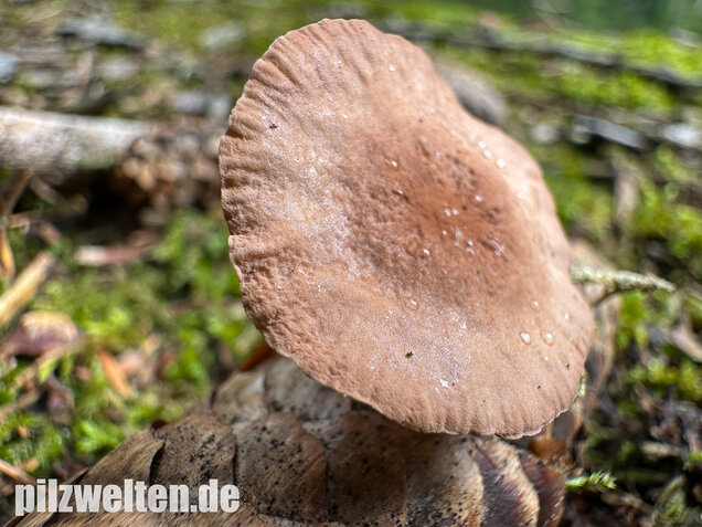 Knoblauchschwindling, Mycetinis scorodonius