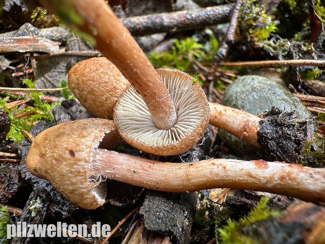 Frühlingsrisspilz, Später Risspilz, Inocybe nitidiuscula
