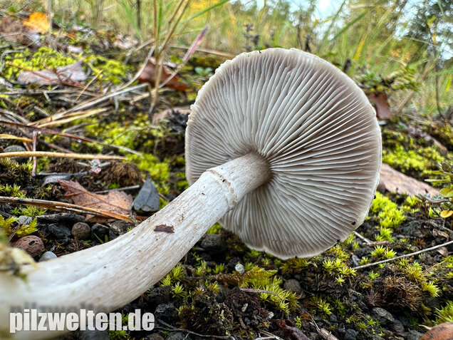 Beringter Erdritterling, Tricholoma cingulatum