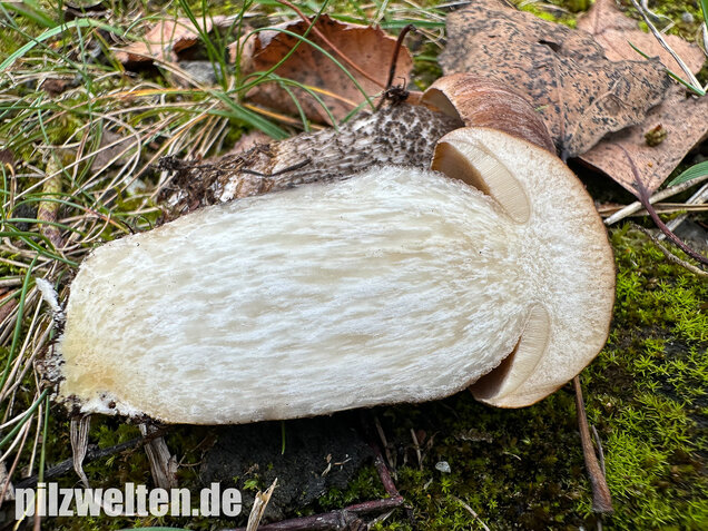 Gemeiner Birkenpilz, Langfuß, Birkenraufuß, Leccinum scabrum