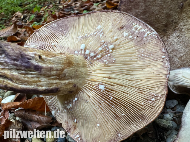 Gezonter Violettmilchling, Lactarius violascens