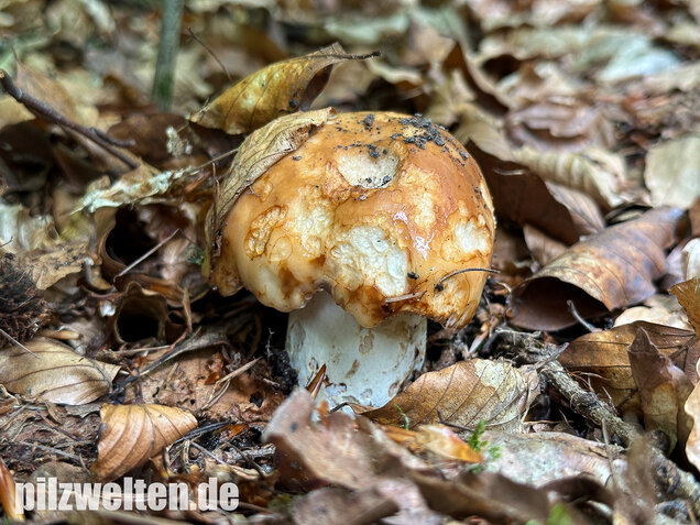 Gilbender Stinktäubling, Russula subfoetens