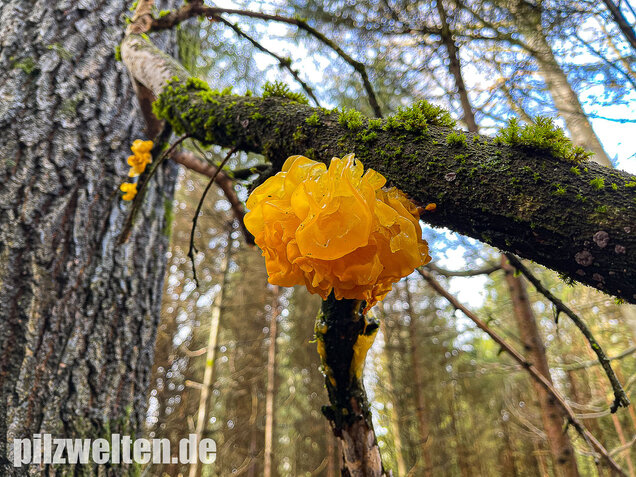 Goldgelber Zitterling, Yellow Brain Fungus, Tremella mesenterica