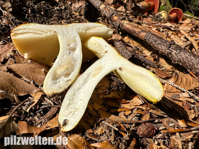 Goldtäubling, Russula aurea