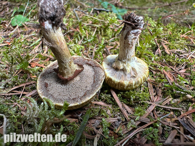 Gelbfleischiger Lärchenröhrling, Bresadolas Lärchenröhrling, Suillus bresadolae