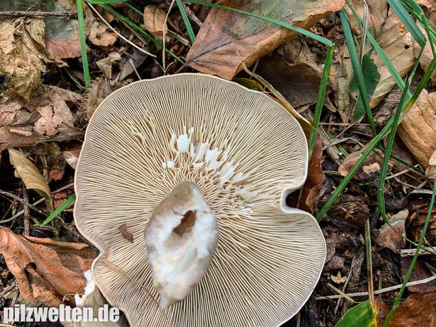 Graugrüner Milchling, Lactarius blennius