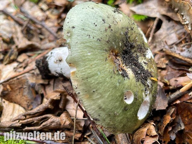 Grüner Frauentäubling, Russula peltereaui