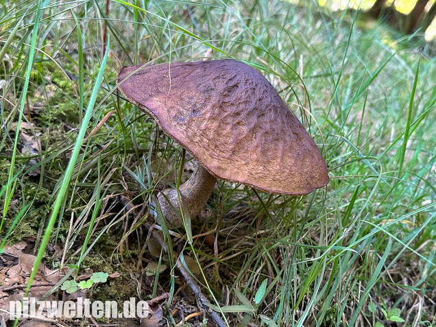 Hainbuchenraufuß, Leccinellum pseudoscabrum