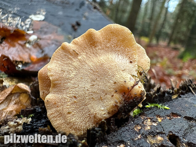 Herber Zwergknäueling, Panellus stipticus