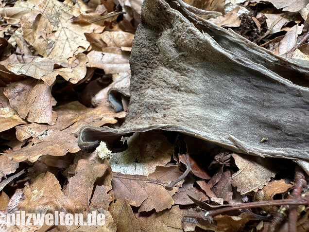Herbsttrompete, Totentrompete, Craterellus cornucopioides