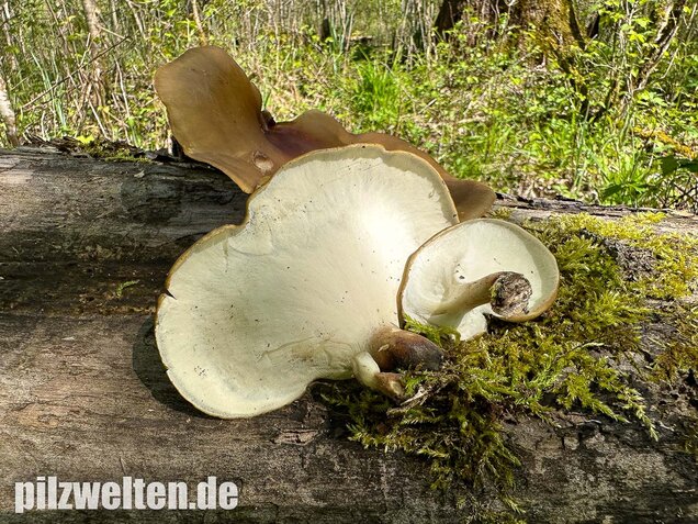 Kastanienbrauner Stielporling, Süßriechender Porling, Picipes badius