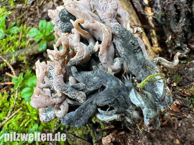 Korallenbefall, Korallenschimmel, Helminthosphaeria clavariarum