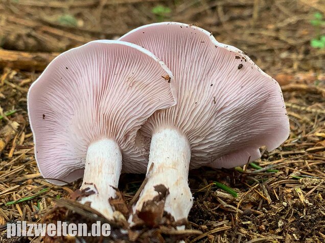 Lavendelfarbener Rötelritterling, Lepista glaucocana