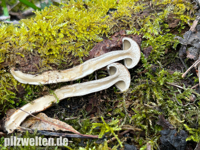 Maiporling, Bewimperter Stielporling, Lentinus substrictus