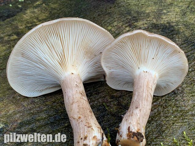 Nebelkappe, Clitocybe nebularis