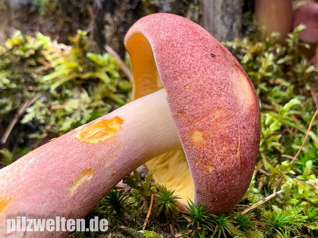 Purpurfilziger Holzritterling, Tricholomopsis rutilans