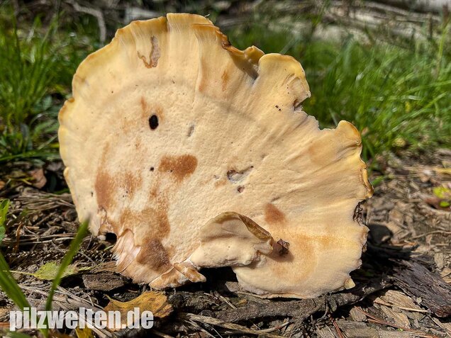 Riesenporling, Meripilus giganteus