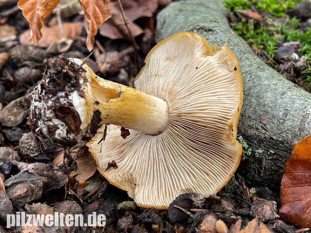 Sägeblättriger Klumpfuß, Cortinarius multiformis