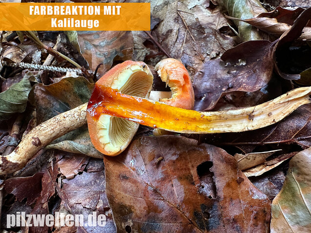 Safranroter Schüppling, Safranschüppling, Pyrrhulomyces astragalinus