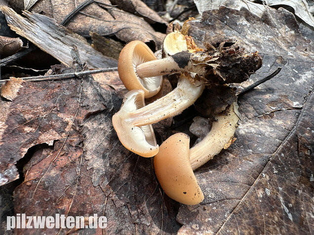 Striegeliger Rübling, Stinkender Frühlingsrübling, Gymnopus hariolorum