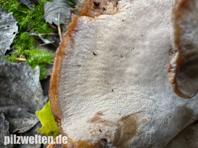Schwarzgebänderter Harzporling, Nadelholzharzporling, Ischnoderma benzoinum