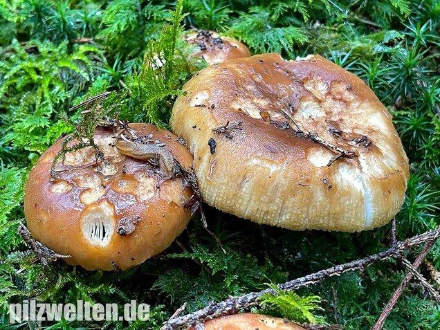 Stinktäubling, Russula foetens