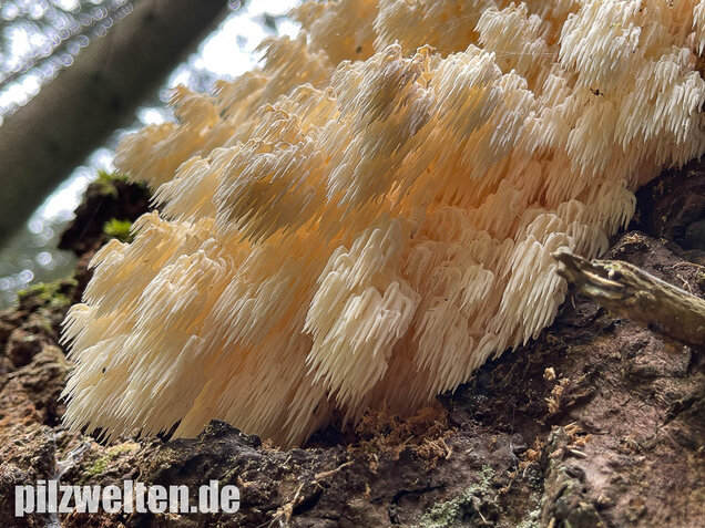 Tannenstachelbart, Hericium flagellum