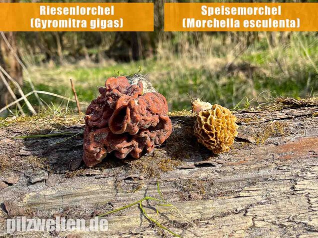 Speisemorchel, Morchella esculenta