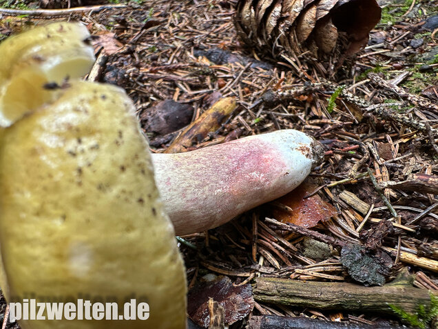 Violettstieliger Pfirsichtäubling, Russula violeipes