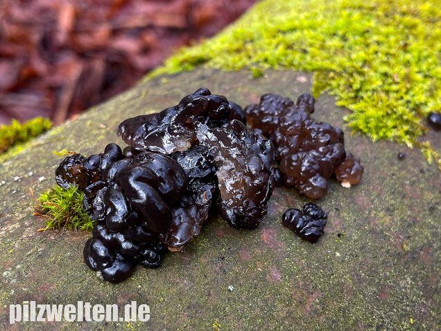 Warziger Drüsling, Exidia nigricans