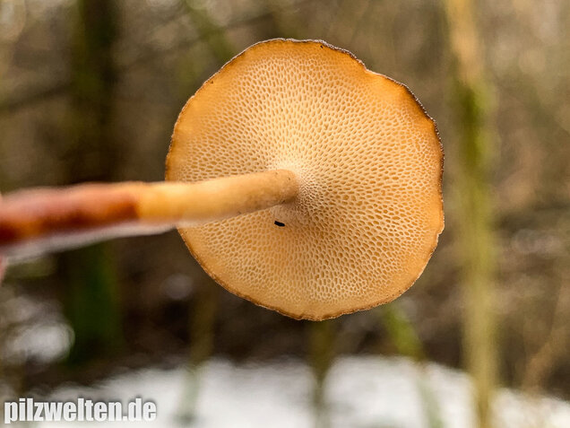 Winter-Stielporling, Lentinus brumalis