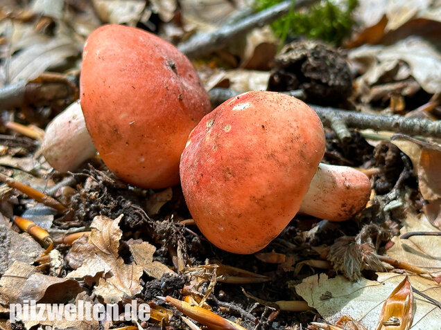 Zinnoberroter Täubling, Harter Zinnobertäubling, Russula rosea