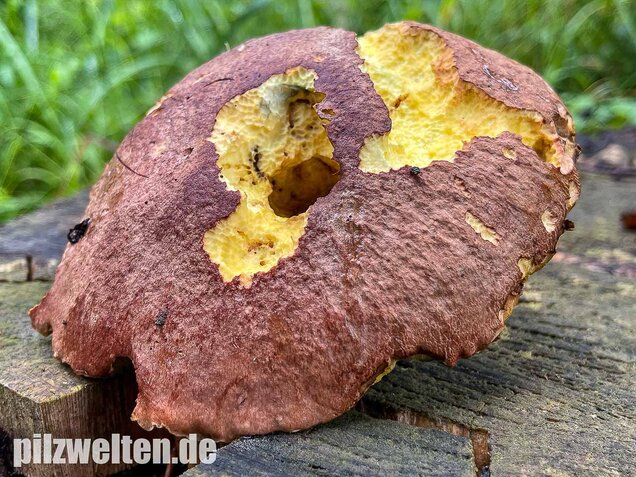 Anhängselröhrling, Butyriboletus appendiculatus