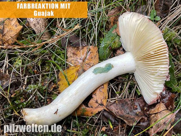 Apfeltäubling, Russula paludosa