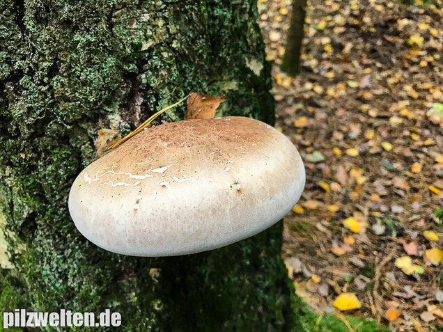 Birkenporling, Fomitopsis betulina