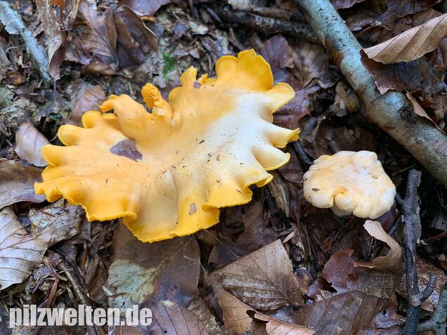 Blasser Pfifferling, Cantharellus pallens