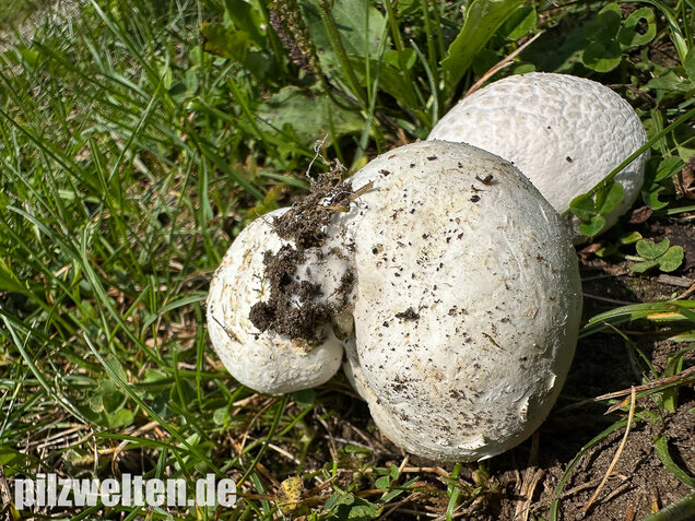 Bleigrauer Zwergbovist, Bleibovist, Bovista plumbea