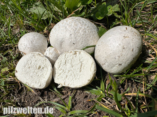 Bleigrauer Zwergbovist, Bleibovist, Bovista plumbea