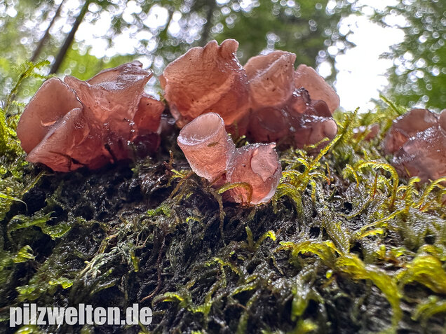 Buchenkreisling, Buchen-Gallertkreisling, Neobulgaria pura