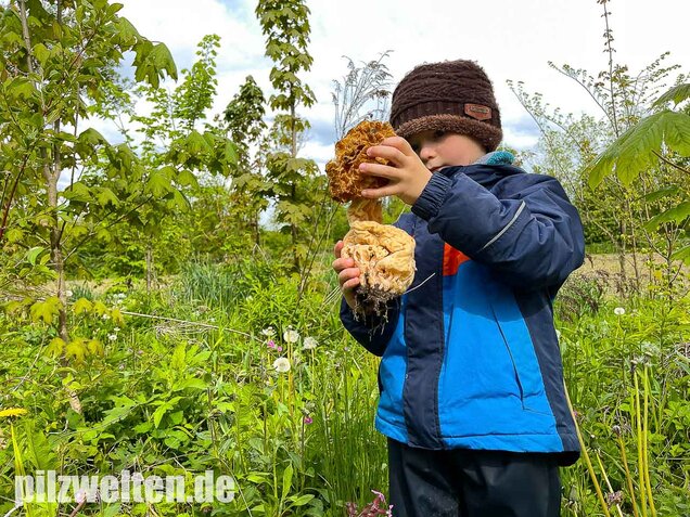 Dickfüßige Speisemorchel, Morchella crassipes